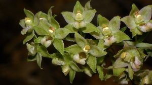 Széleslevelű nőszőfű (Epipactis helleborine) 5a