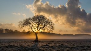 lone-tree-1934897_1920